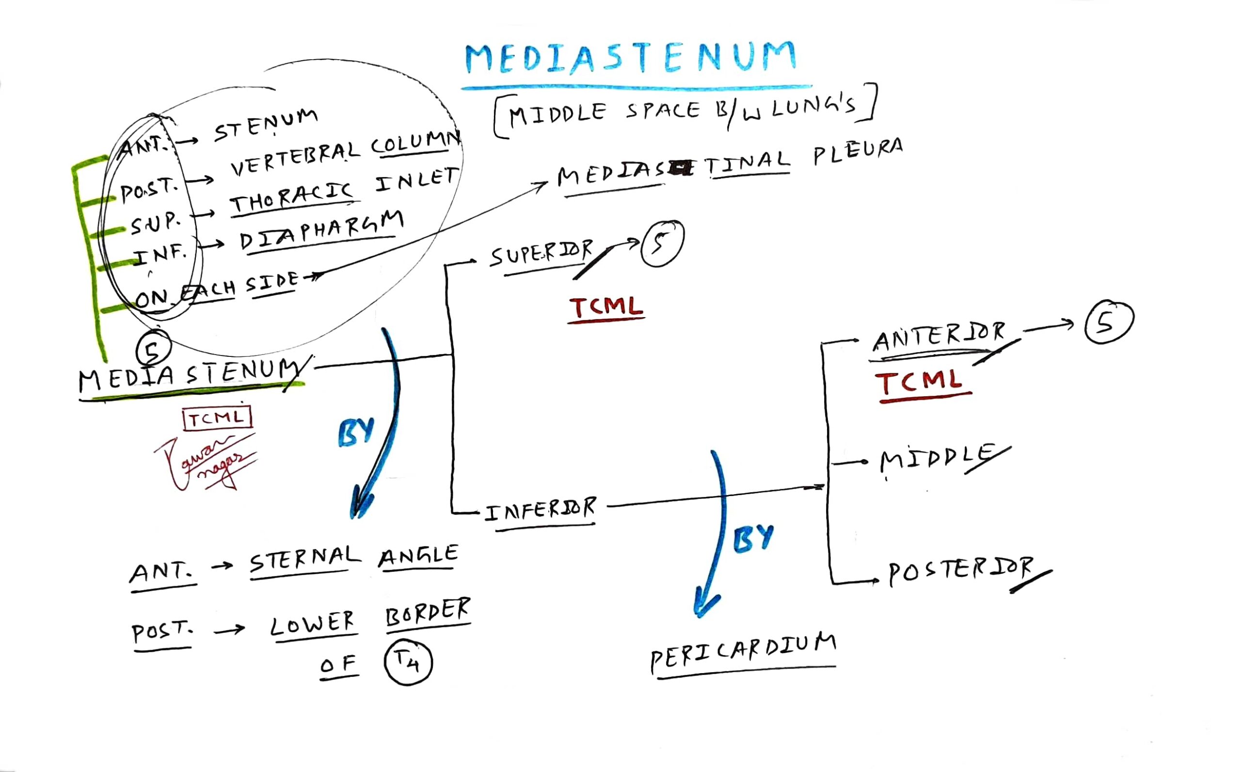 Mediastinum, TCML Chart