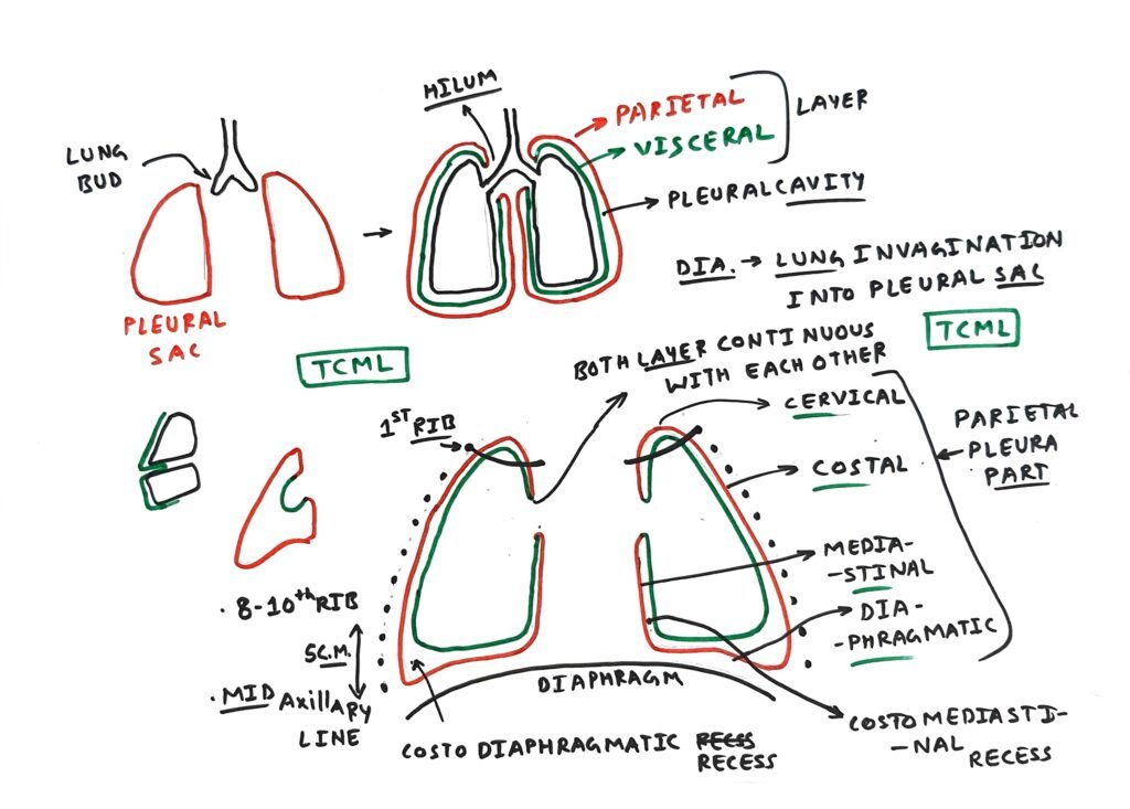 Pleura TCML The Charsi Of Medical Literature