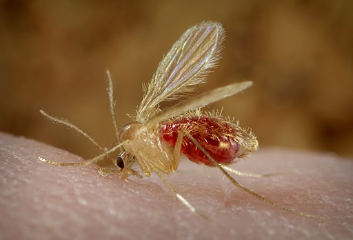 Content provider: CDC/ Frank Collins, Public domain, via Wikimedia Commons