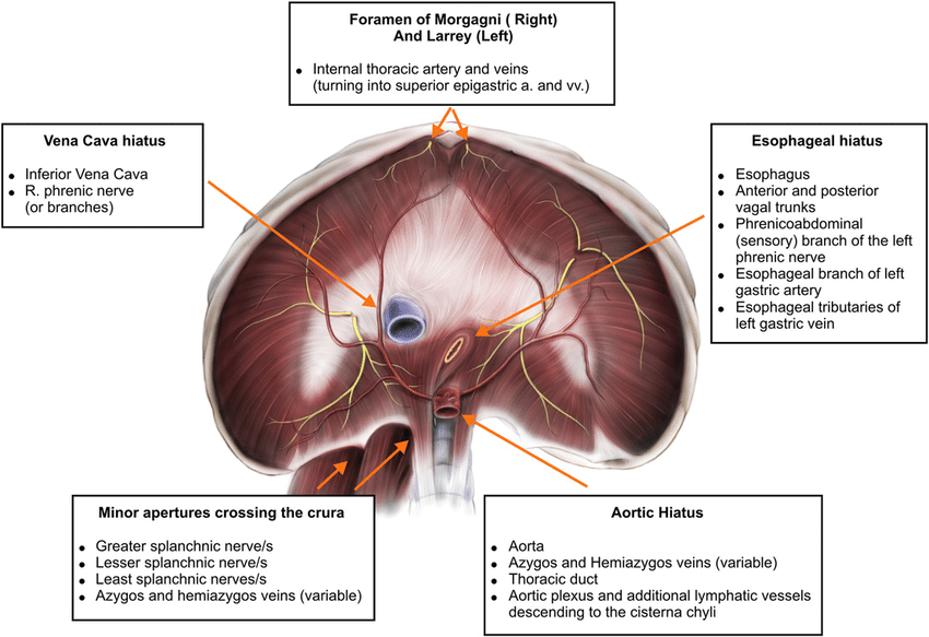 https://www.researchgate.net/figure/Structures-passing-through-the-diaphragm-as-seen-from-the-abdomen_fig2_41187470