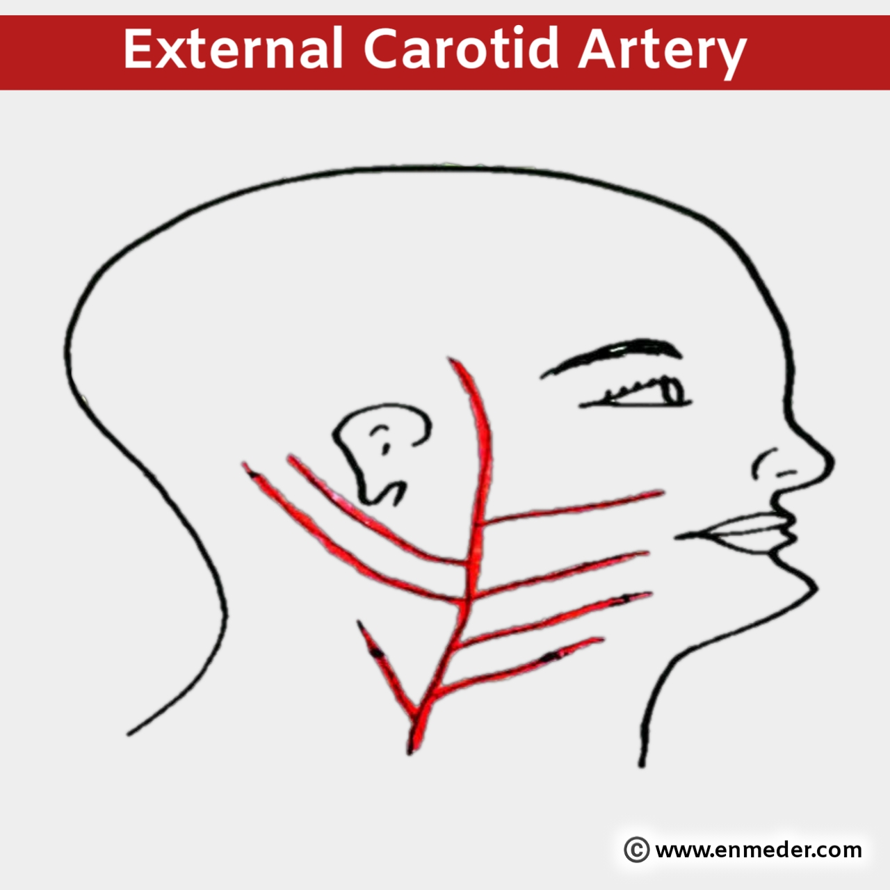 internal carotid artery branches mnemonic
