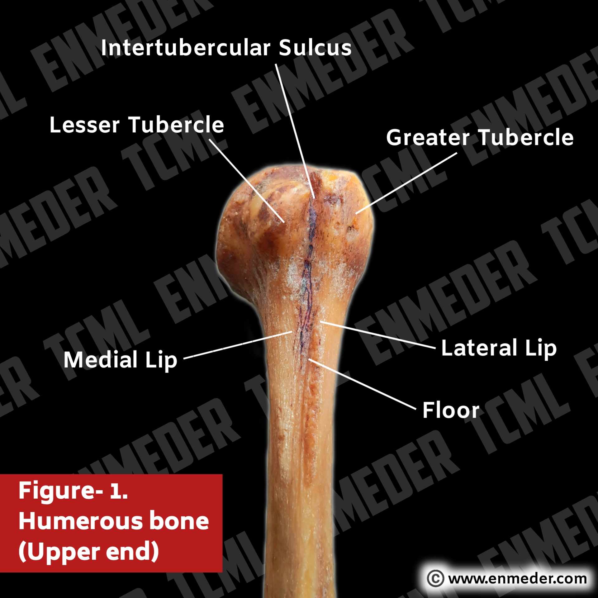 greater tubercle of humerus muscles that attach