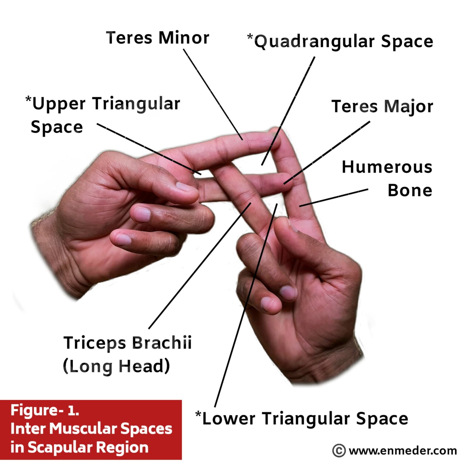 Intermuscular Spaces TCML The Charsi Of Medical Literature