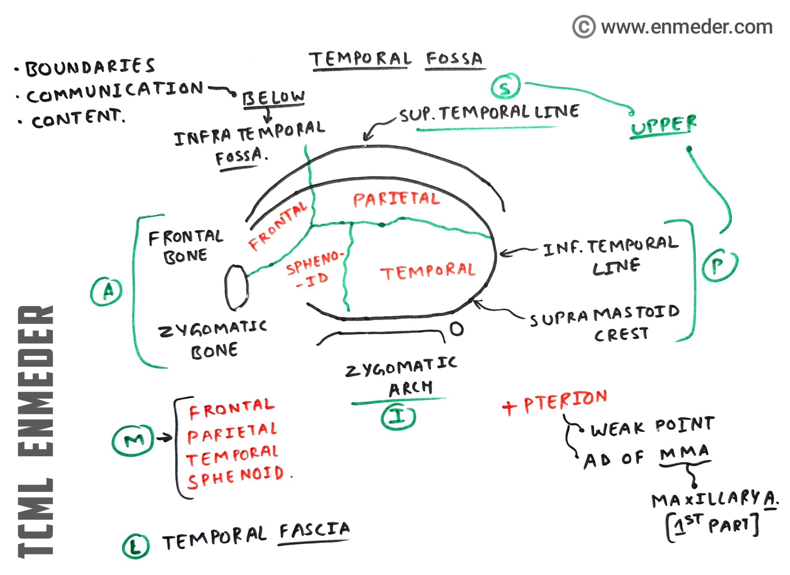 temporal fossa and infratemporal fossa