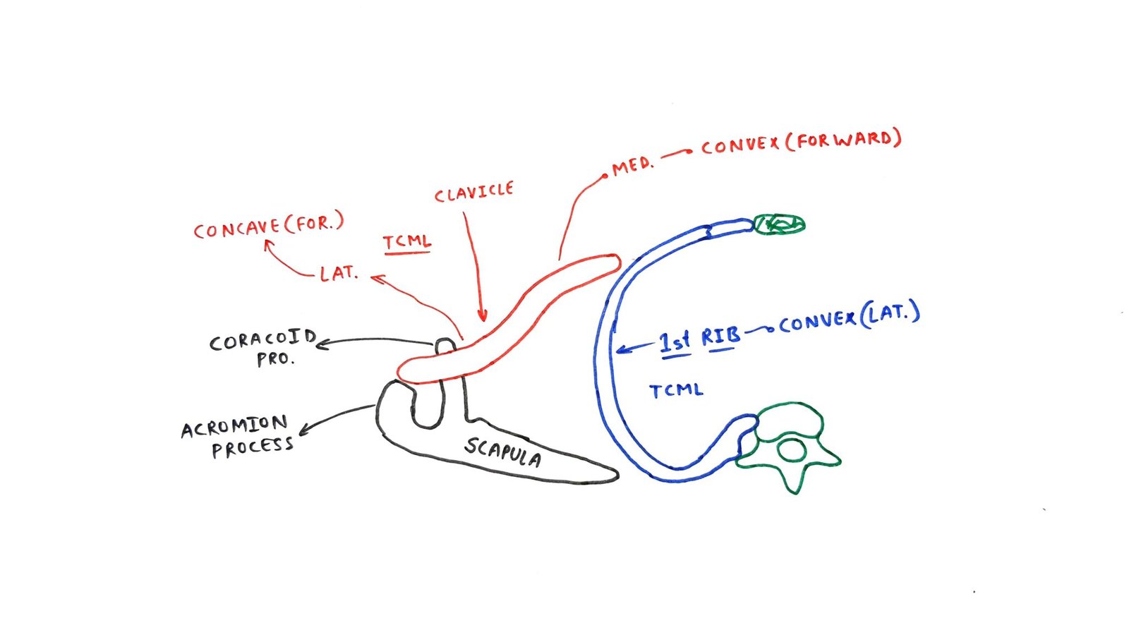 Axillar Ribs Axilla anatomy - TCML - The Charsi of Medical Literature