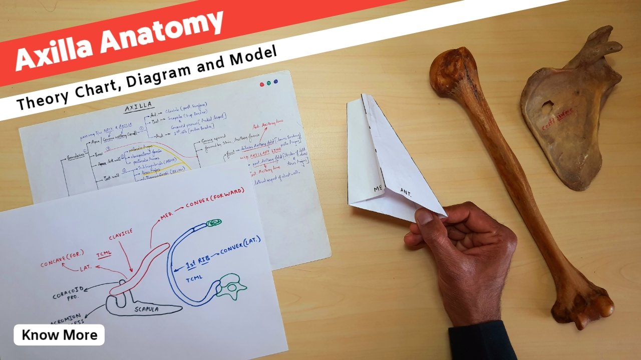 Upper Limb Anatomy in 7 Days - TCML - The Charsi of Medical Literature