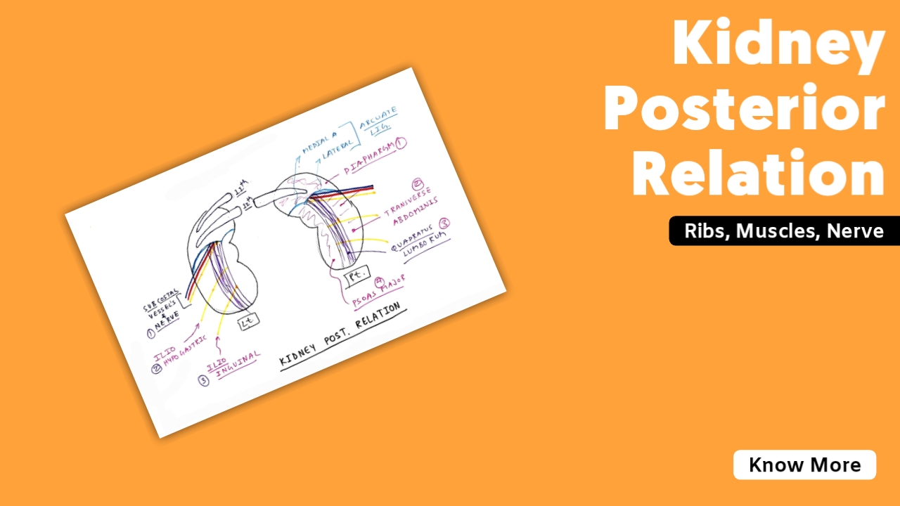 Broad Ligament Of Uterus Tcml The Charsi Of Medical Literature 9382