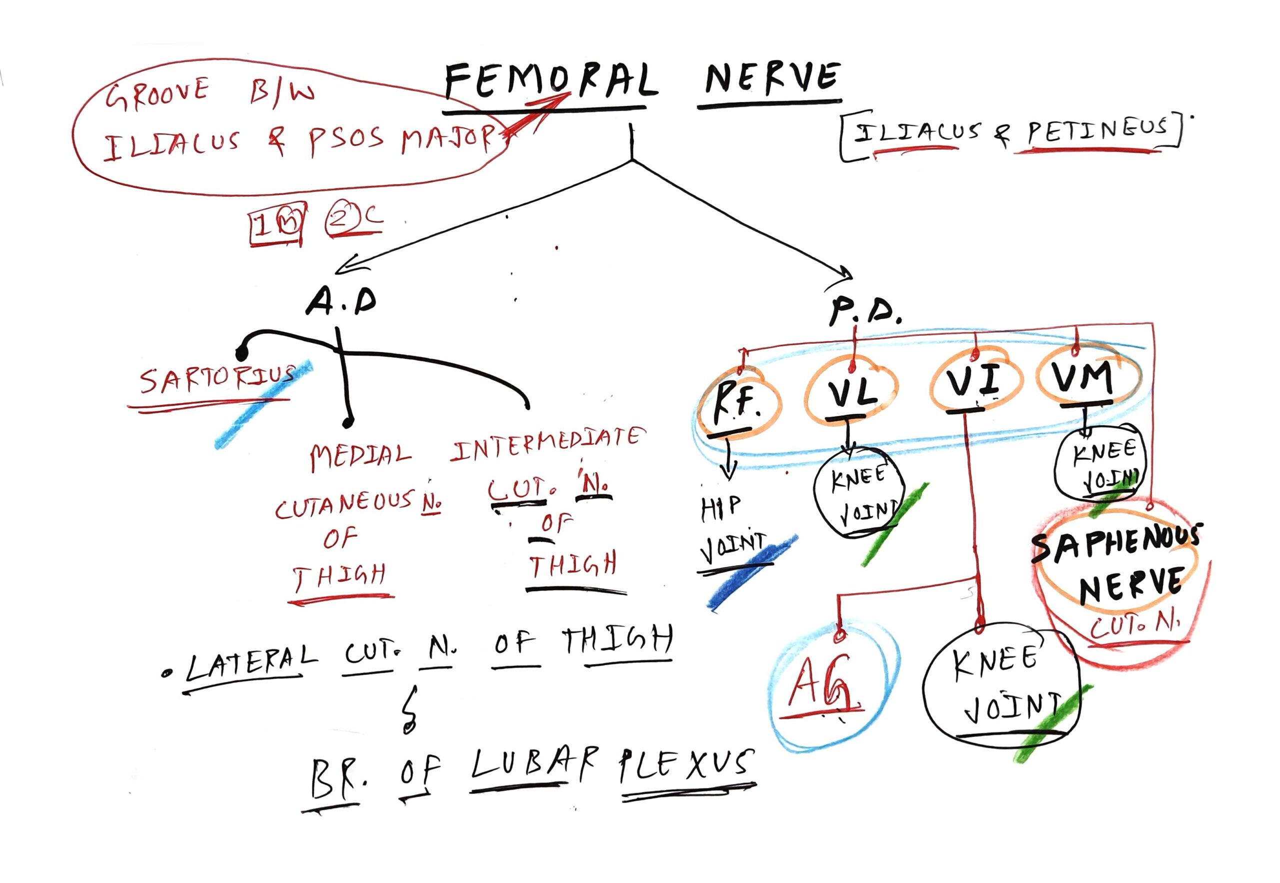 femoral-nerve-tcml-the-charsi-of-medical-literature