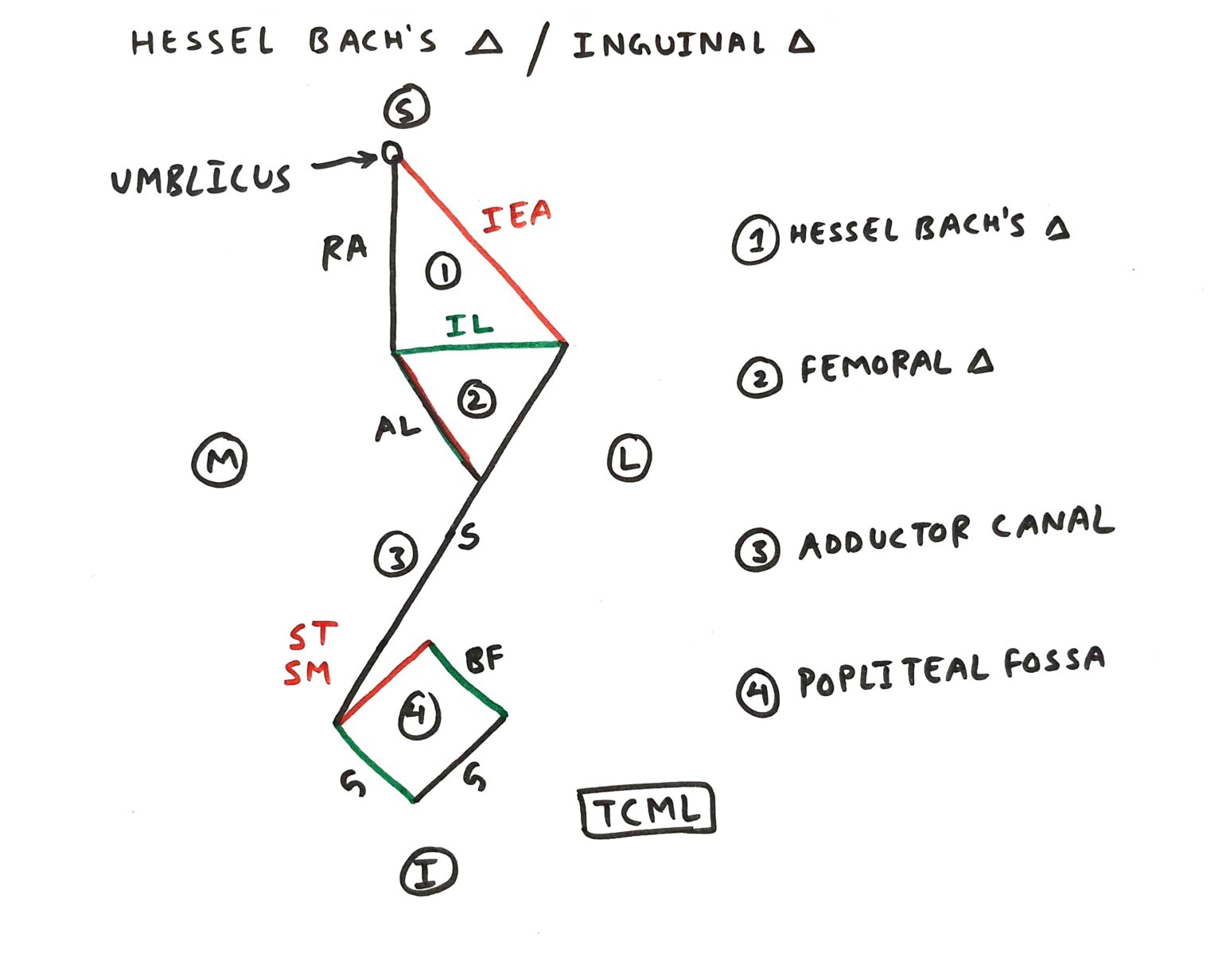 Hesselbach’s triangle - TCML - The Charsi of Medical Literature