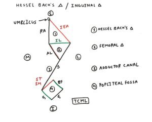Hesselbach’s triangle - TCML - The Charsi of Medical Literature