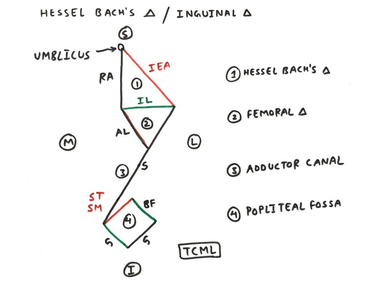 Hesselbach’s Triangle - Tcml - The Charsi Of Medical Literature