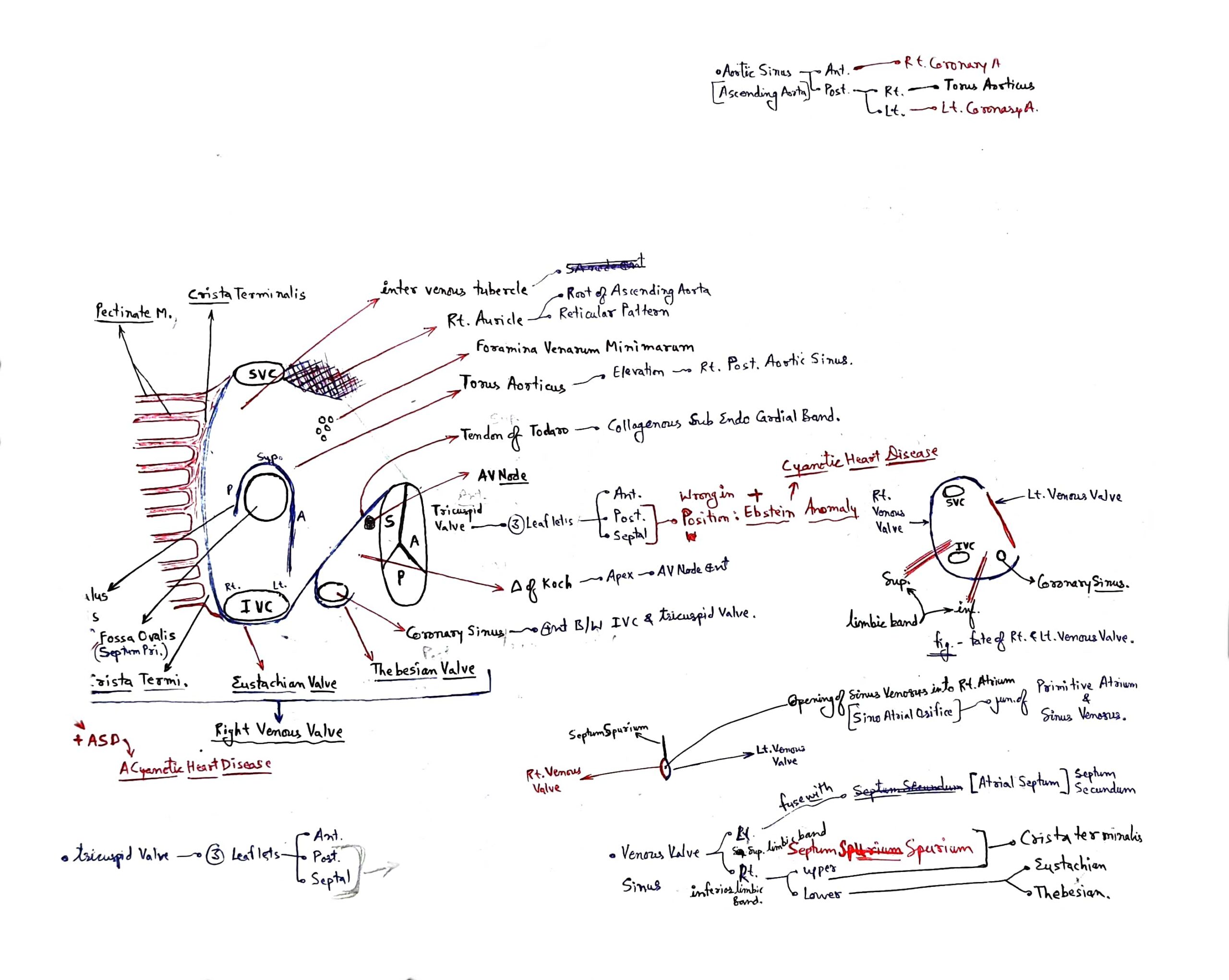 Is Your Right Atrium At Risk Understanding Sensitive Tissue - juwvf0i