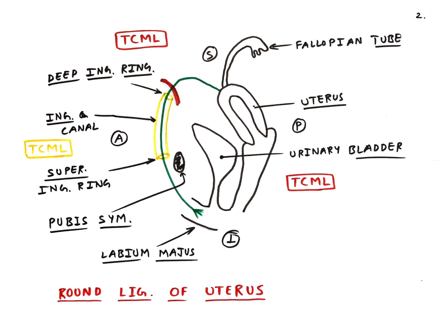 inguinal-canal-tcml-the-charsi-of-medical-literature