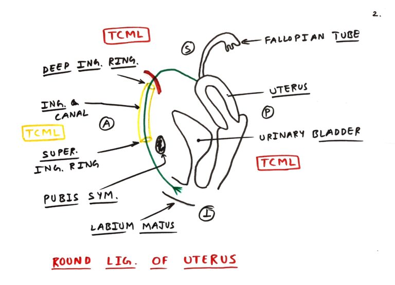 Round Ligament Of Uterus Tcml The Charsi Of Medical Literature