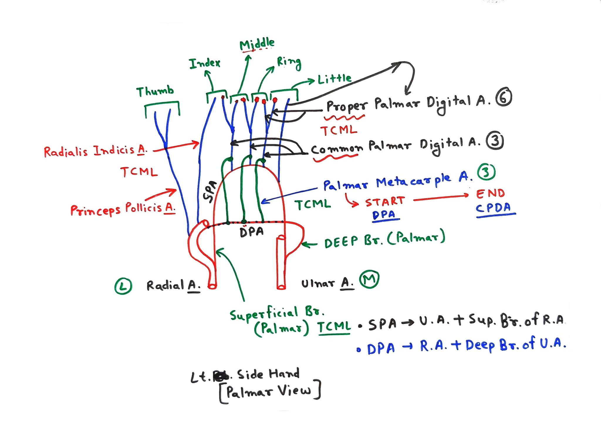 Palmar Arch - Tcml - The Charsi Of Medical Literature