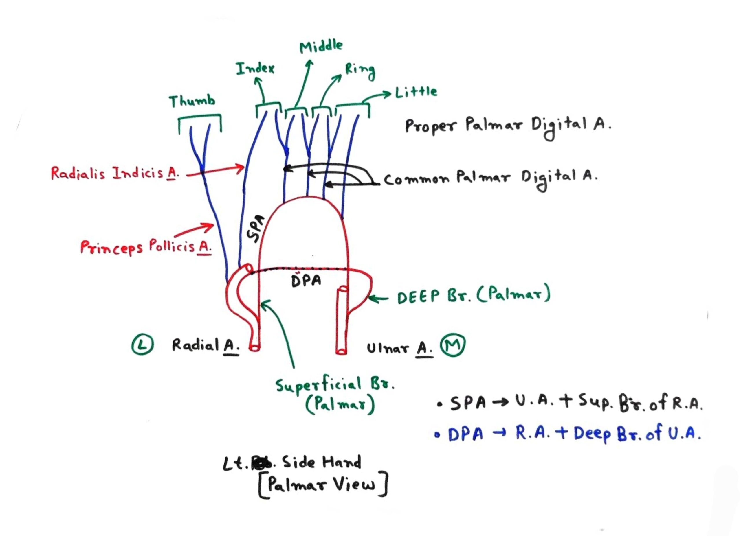 Palmar arch TCML The Charsi of Medical Literature