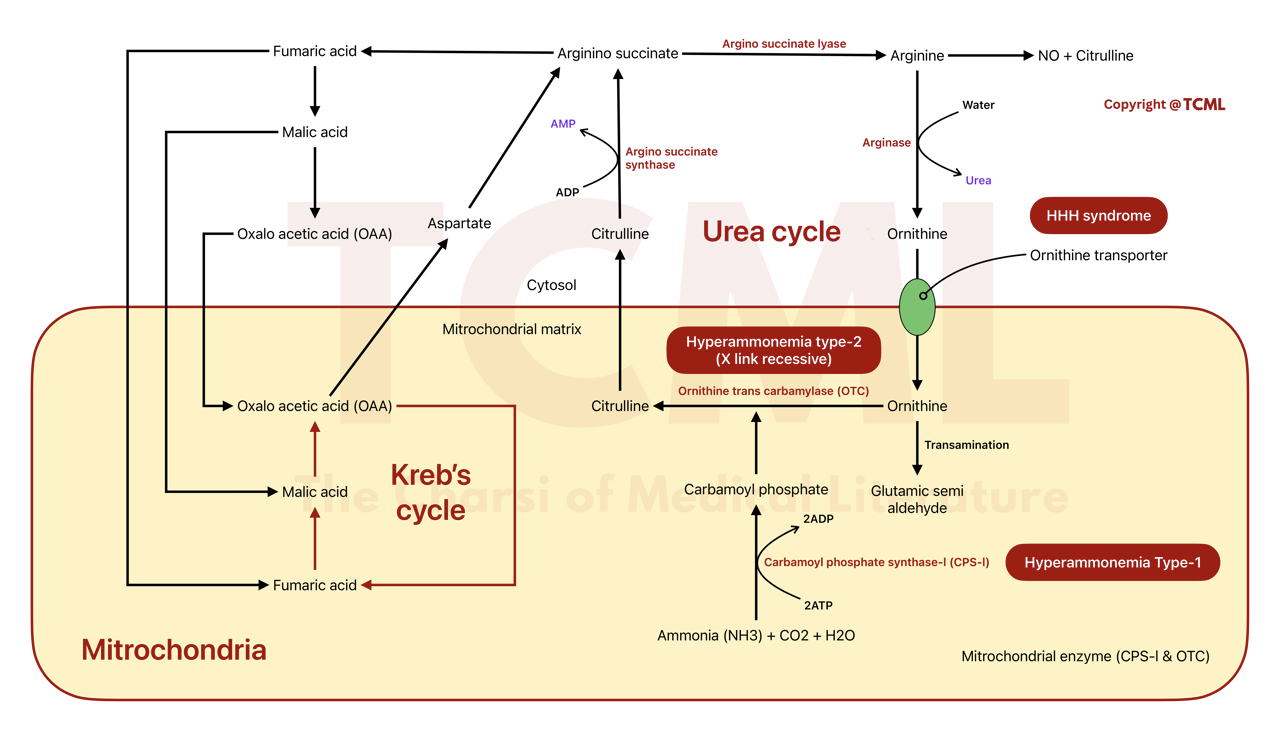 Urea cycle Large Urea cycle Large