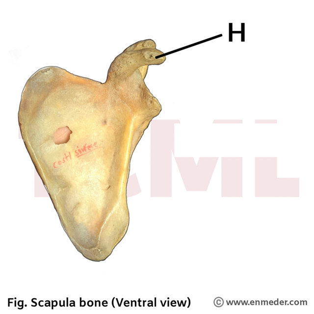 Scapula coracoid process, Qbank Medium Scapula coracoid process, Qbank Medium