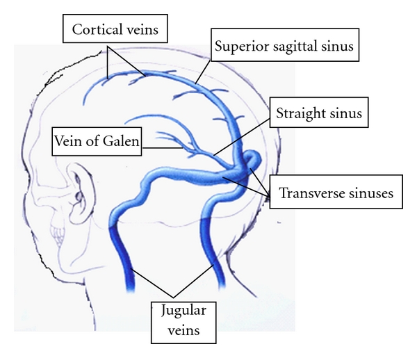 P. K. Sasidharan, CC BY 3.0 <https://creativecommons.org/licenses/by/3.0>, via Wikimedia Commons  https://commons.wikimedia.org/wiki/File:Major_venous_sinuses_and_their_tributaries.png