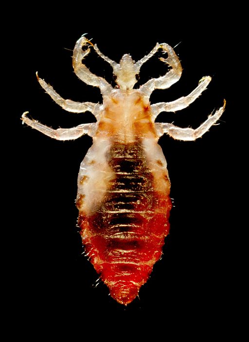 Janice Harney Carr, Center for Disease Control, Public domain, via Wikimedia Commons