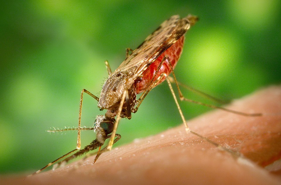 Photo Credit: James GathanyContent Providers(s): CDC, Public domain, via Wikimedia Commons