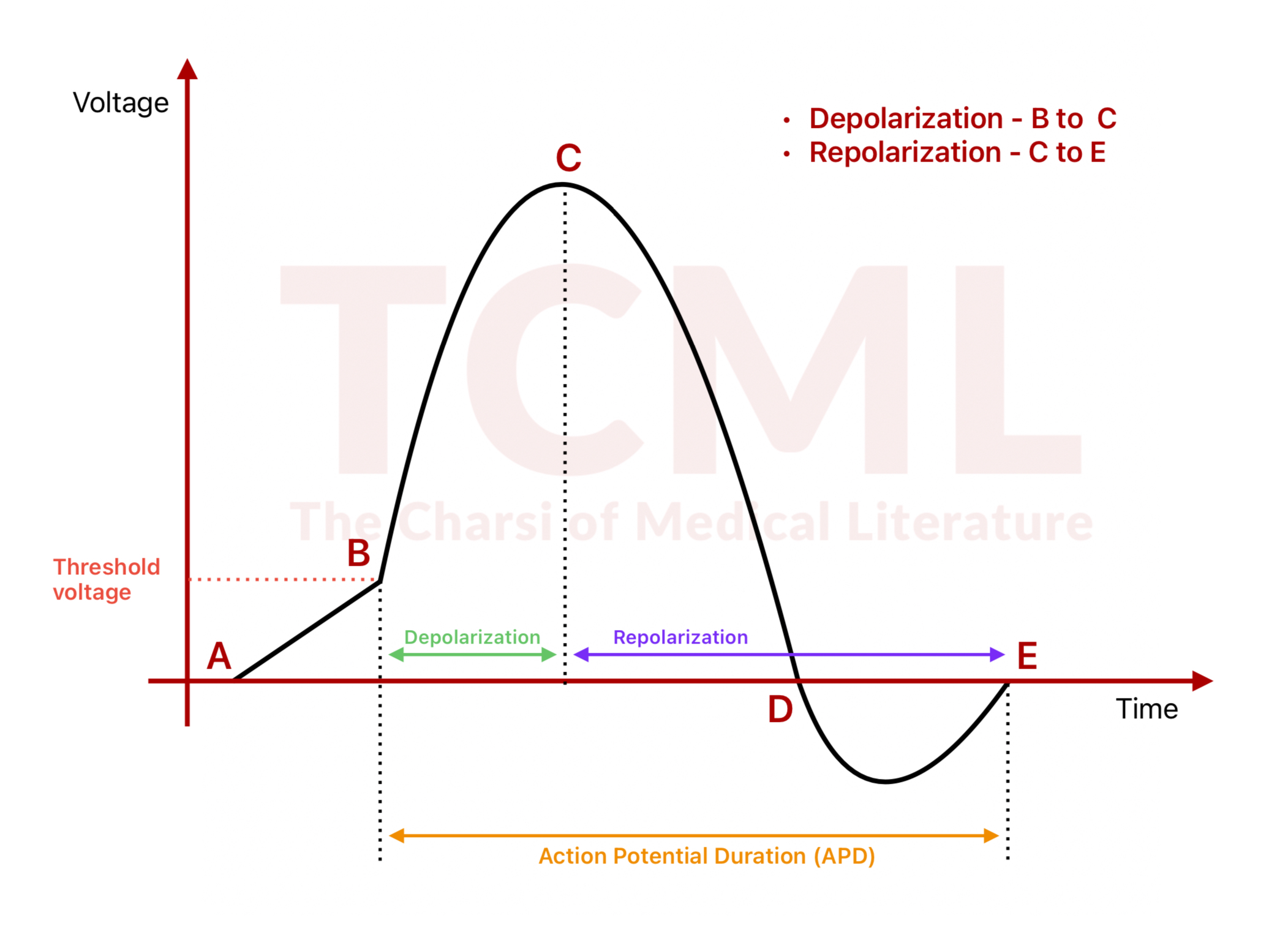 Nerve action potential