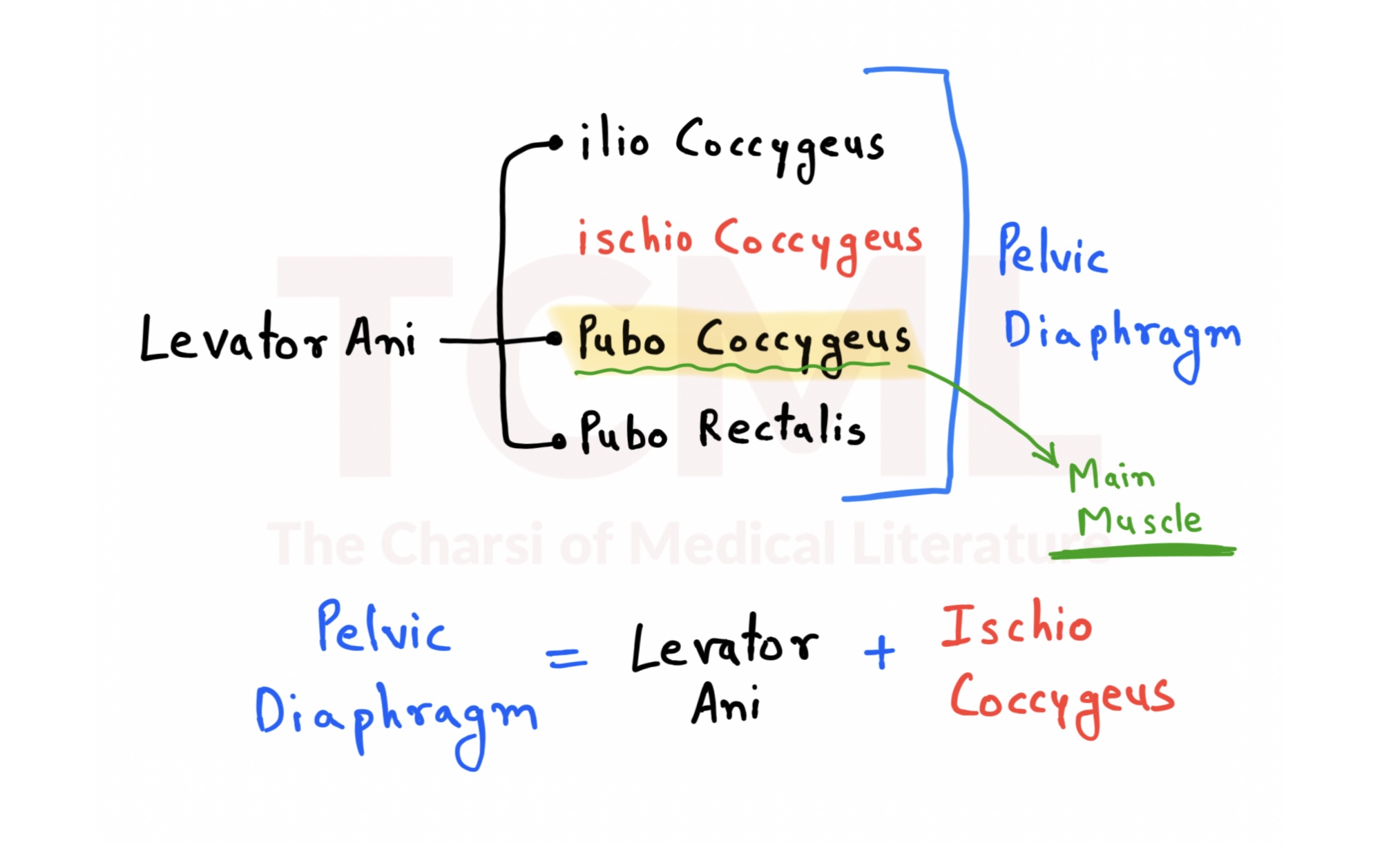 Pelvic diaphragm, Levator ani muscle