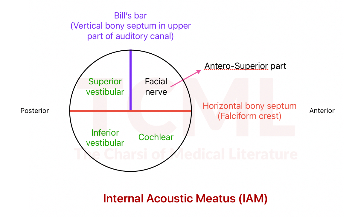 Internal acoustic meatus