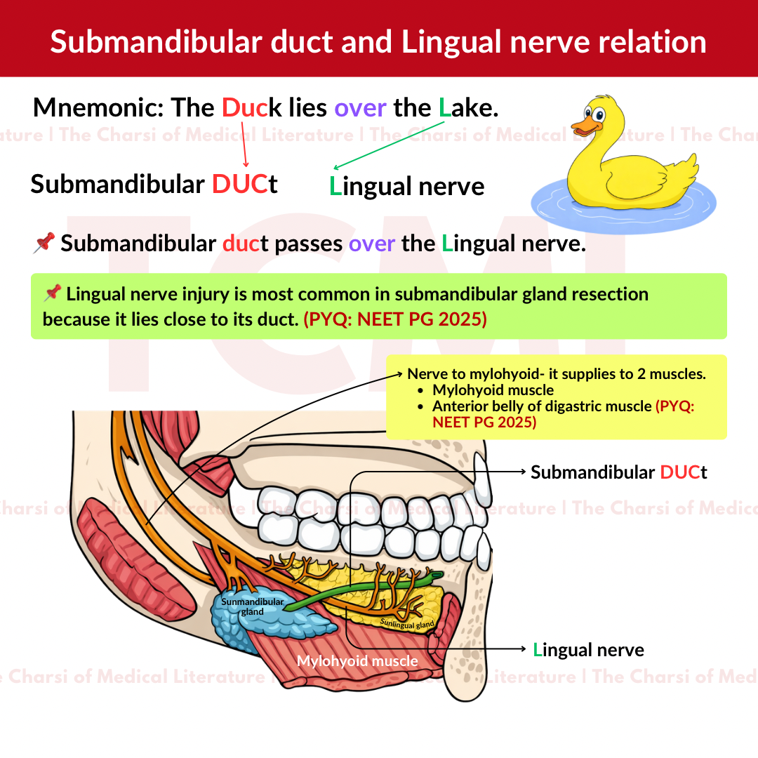 Submandibular gland