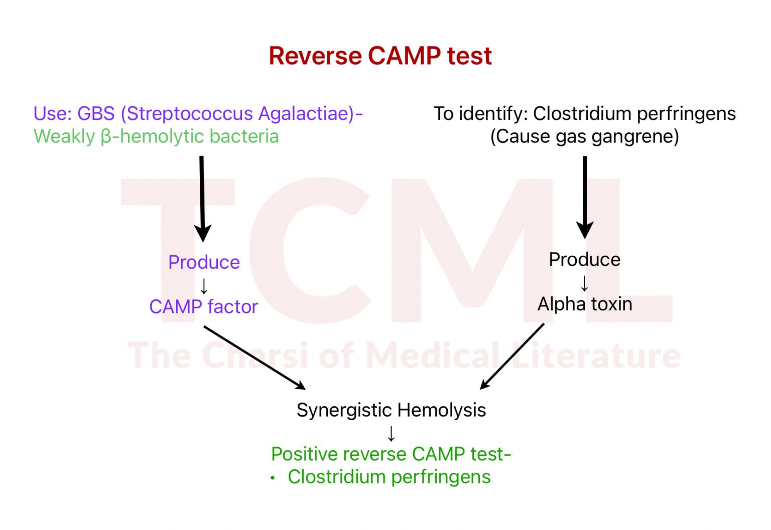 CAMP test and Reverse CAMP test - TCML - The Charsi of Medical Literature