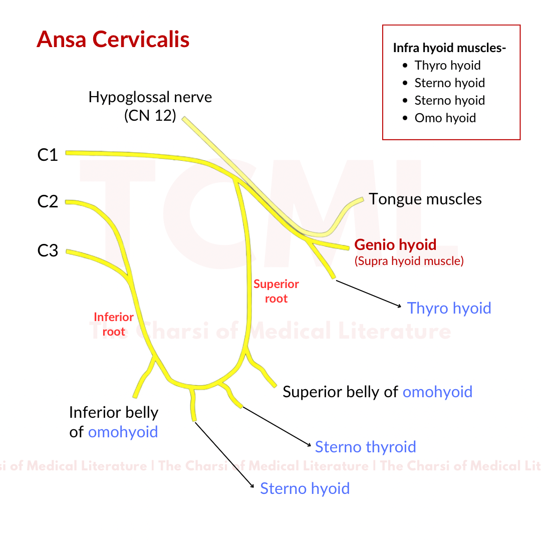 Ansa Cervicalis Ansa Cervicalis